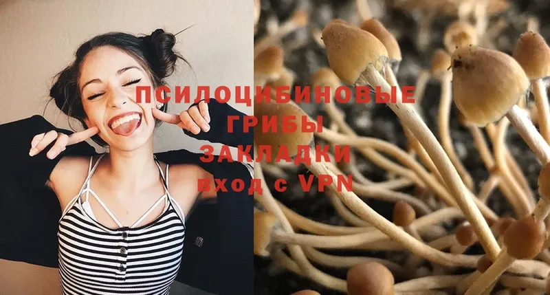 где можно купить наркотик  Ковдор  OMG ТОР  Псилоцибиновые грибы Magic Shrooms 